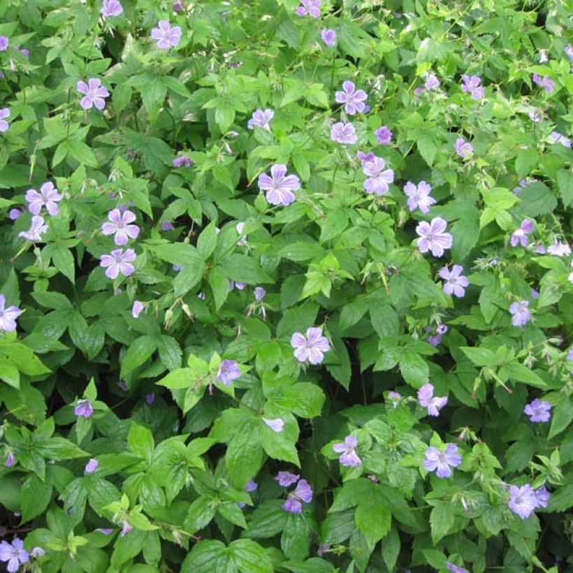 Geranium nodosum - Knotted cranesbill (Plant habit)