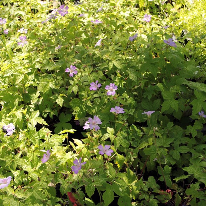 Geranium nodosum Simon (Plant habit)