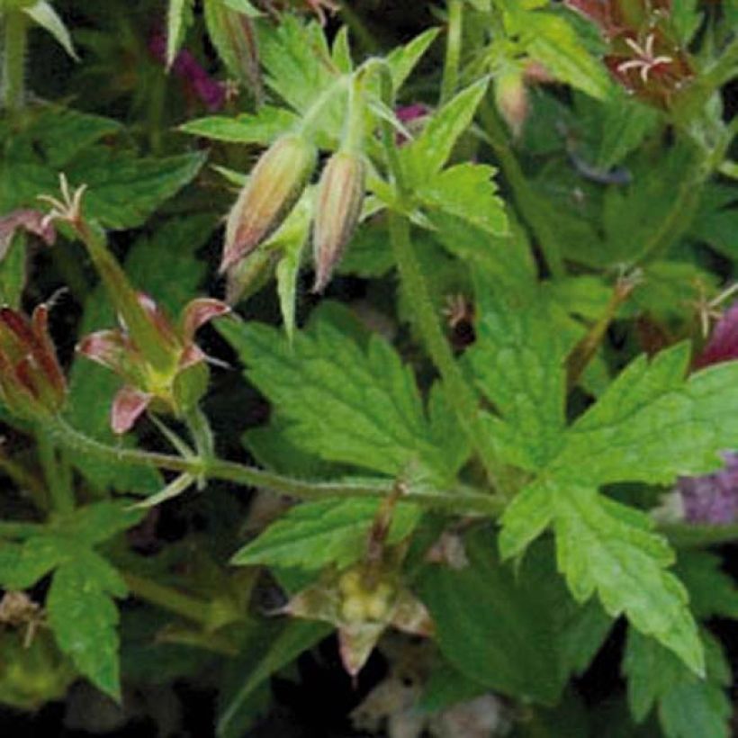 Geranium oxonianum Hollywood (Foliage)