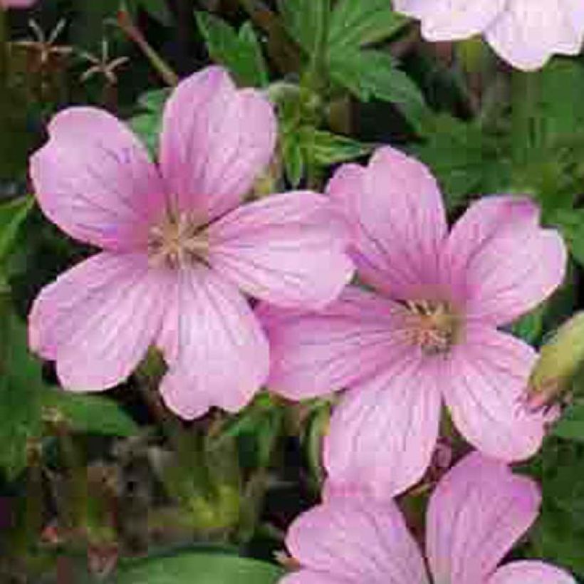 Geranium oxonianum Hollywood (Flowering)