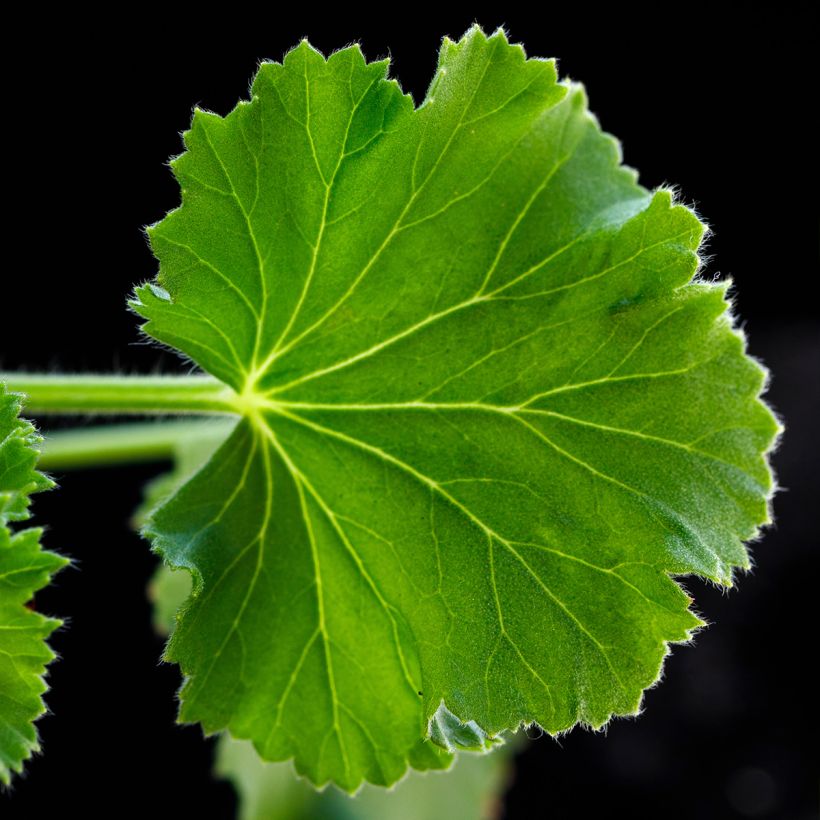 Pelargonium Torrento  (Foliage)