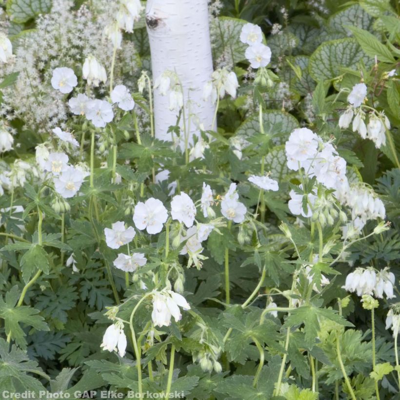 Geranium phaeum Album (Plant habit)