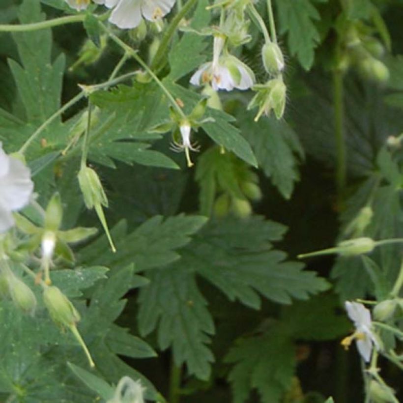 Geranium phaeum Album (Foliage)