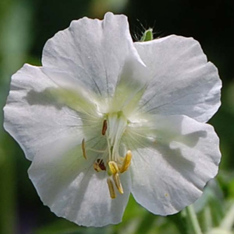 Geranium phaeum Album (Flowering)