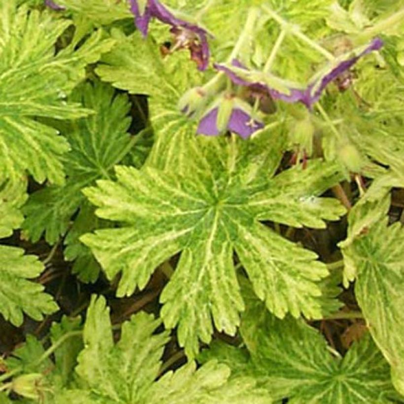 Geranium phaeum Margaret Wilson (Foliage)