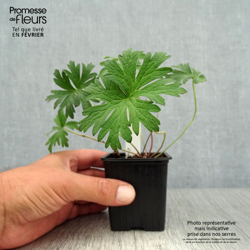 Geranium pratense Else Lacey 8/9 cm pot sample as delivered in autumn