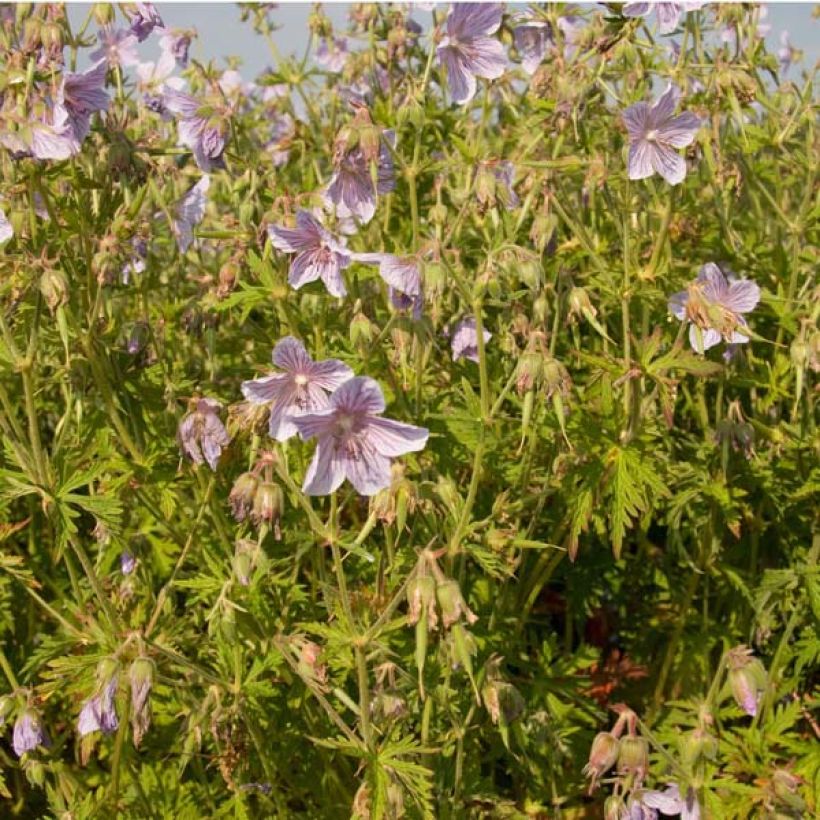 Geranium pratense Ilja (Plant habit)