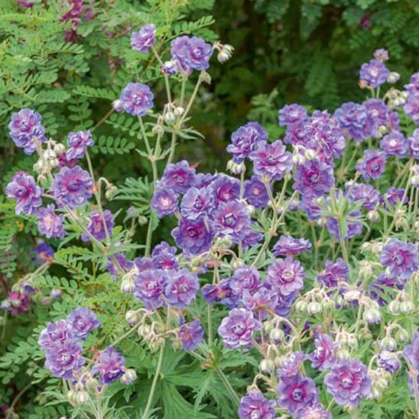 Geranium himalayense Plenum (Plant habit)