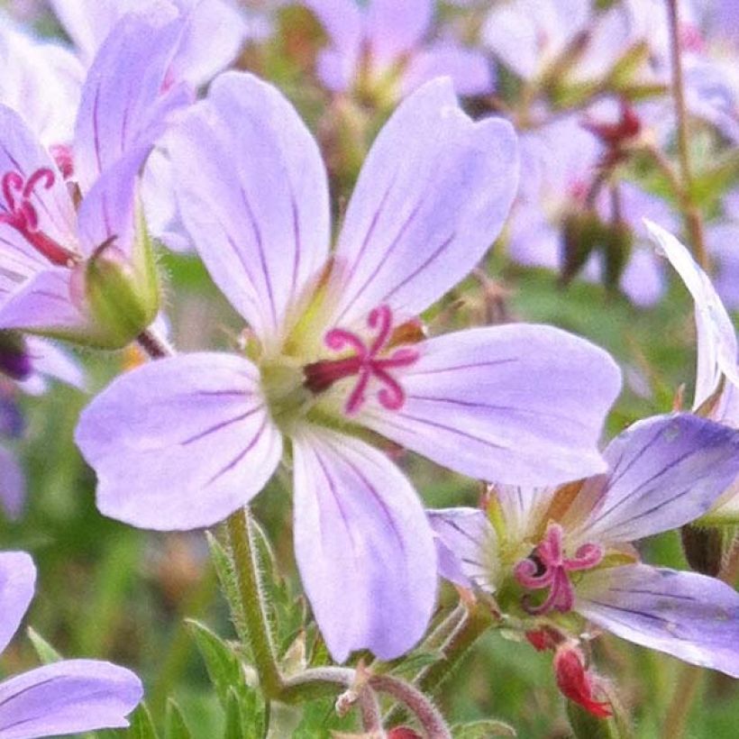 Geranium sylvaticum Prelude (Flowering)