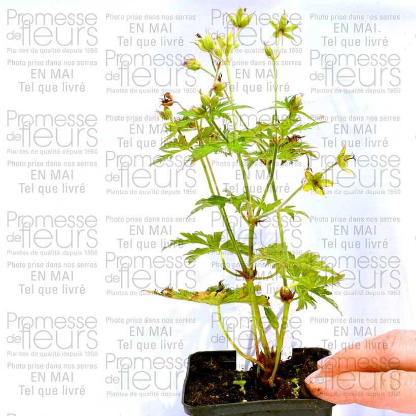 Example of Geranium psilostemon Eva 8/9 cm pot specimen as delivered