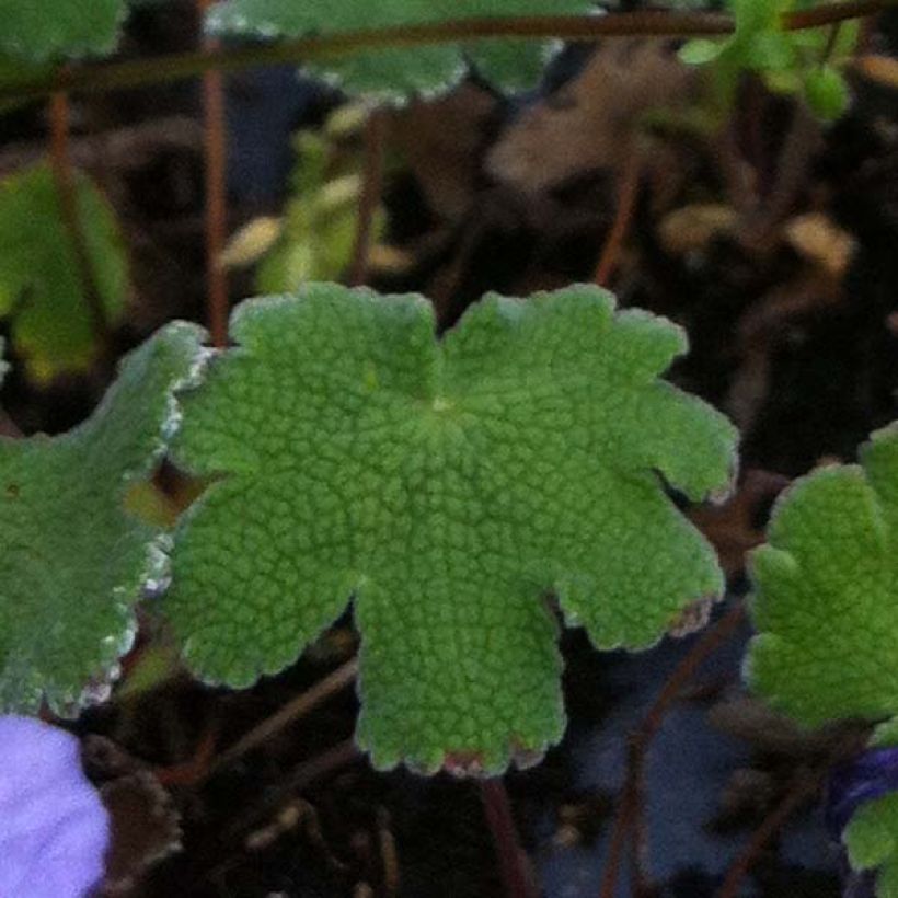 Geranium renardii Tcschelda (Foliage)