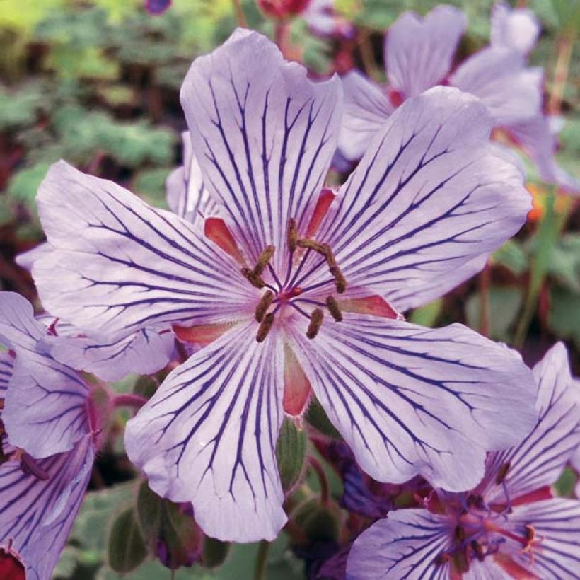 Geranium renardii Tcschelda (Flowering)