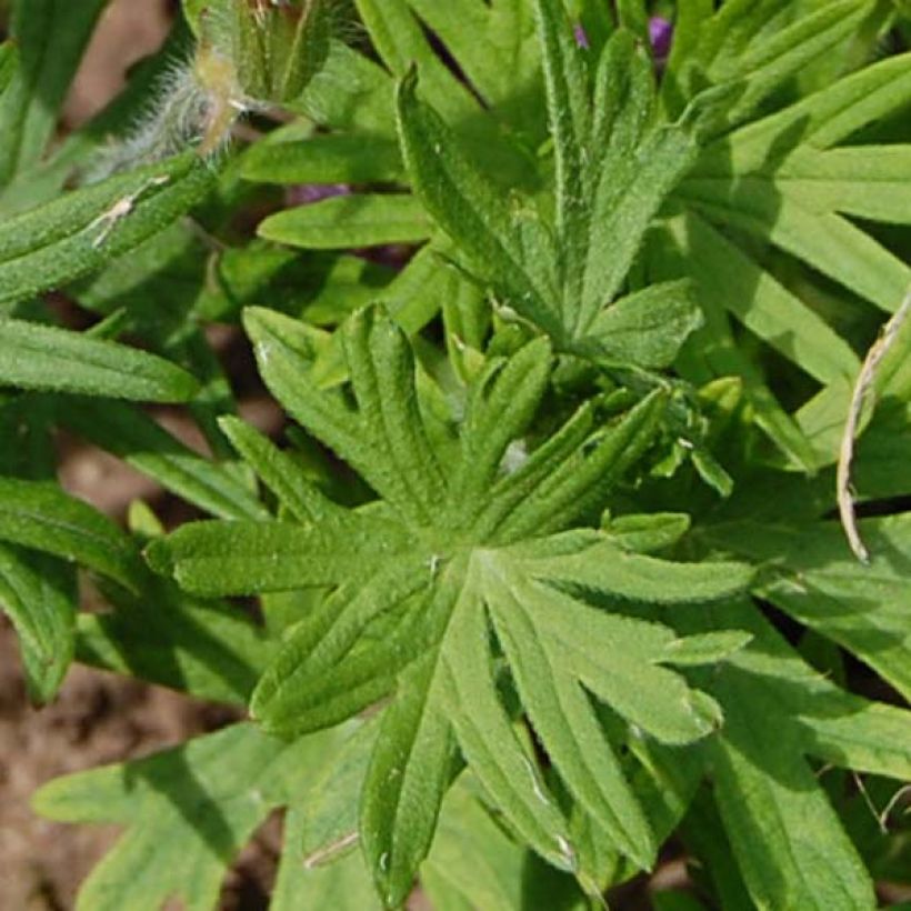 Geranium sanguineum - Bloody Crane's-bill (Foliage)