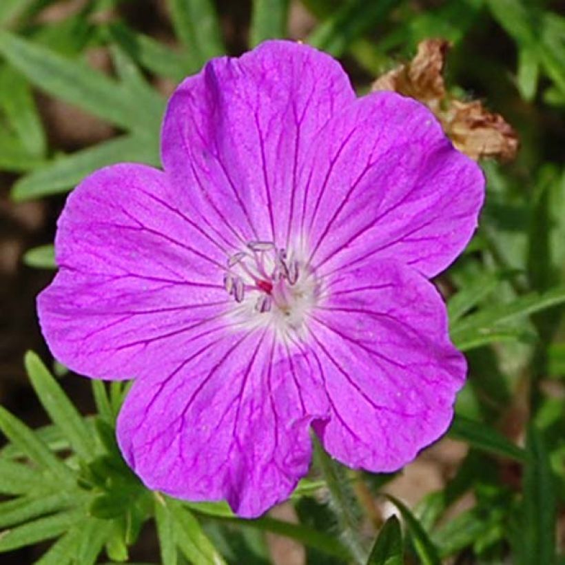 Geranium sanguineum - Bloody Crane's-bill (Flowering)