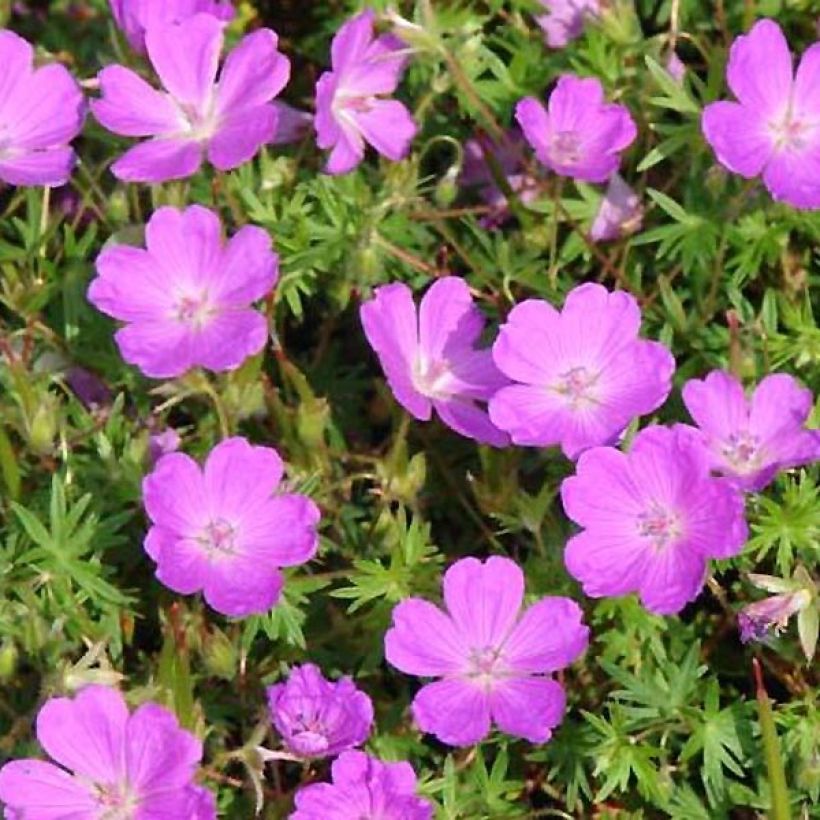 Geranium sanguineum Aviemore (Foliage)