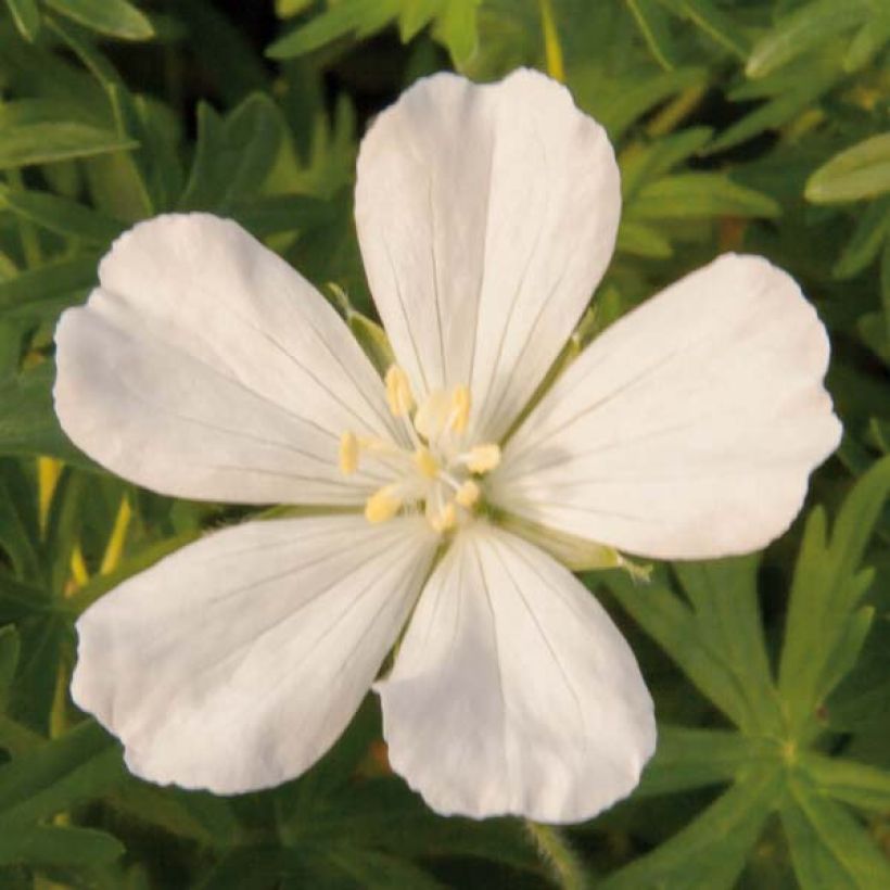 Geranium sanguineum Album (Flowering)