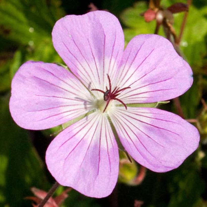 Geranium Silvias Surprise (Flowering)