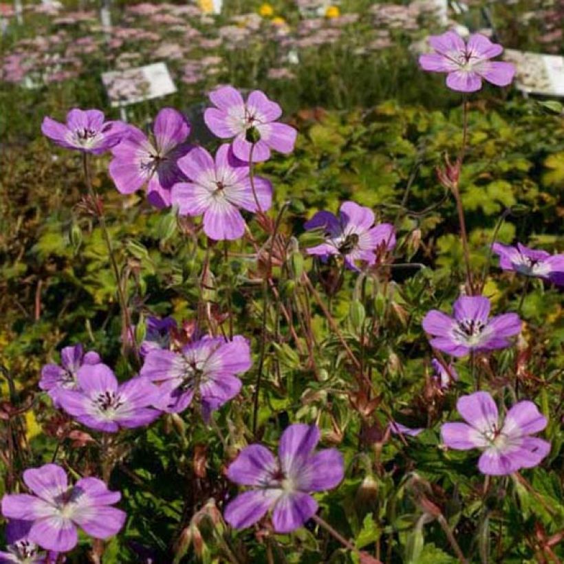 Geranium Silvias Surprise (Plant habit)