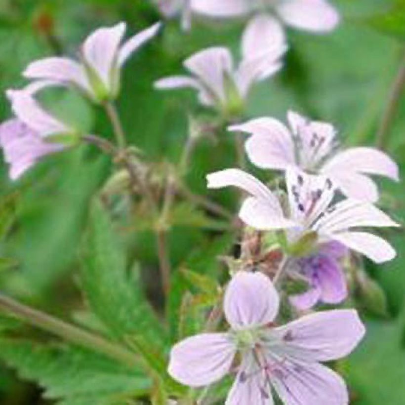 Geranium sylvaticum var. wanneri (Flowering)