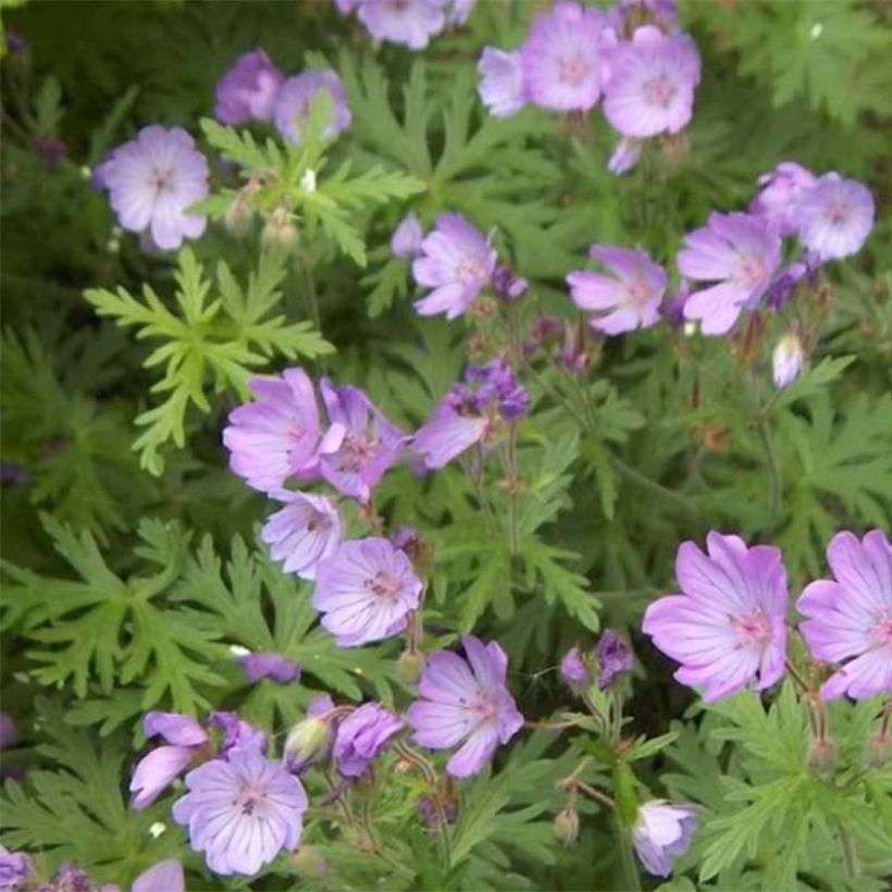 Geranium tuberosum (Flowering)