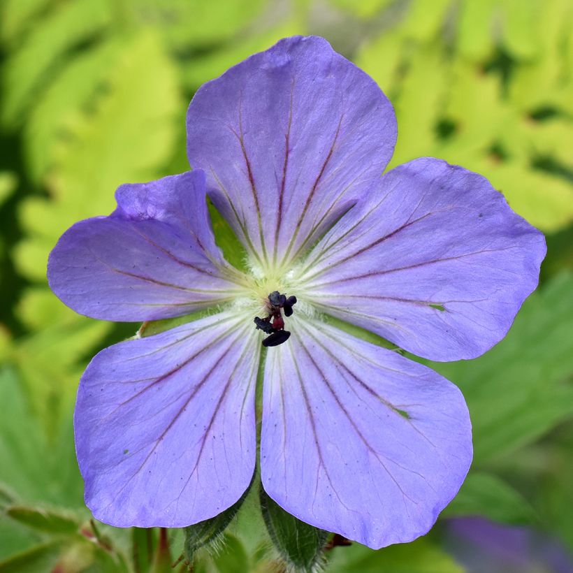 Geranium Alaska (Flowering)