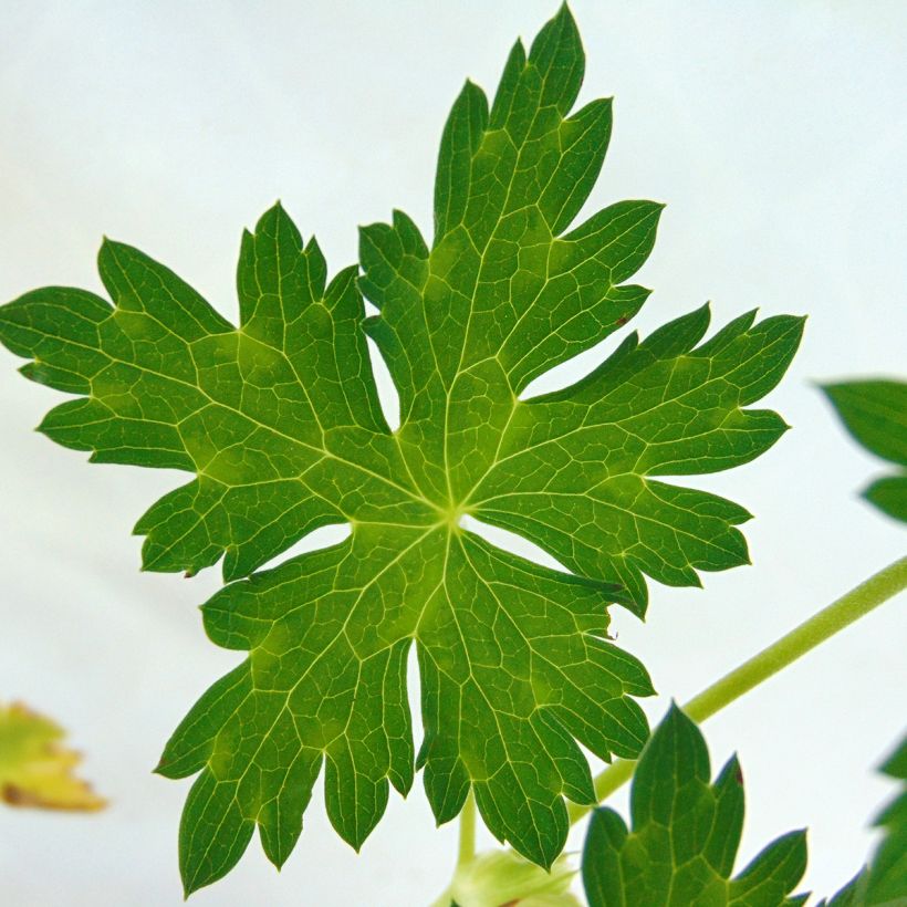 Geranium wallichianum Azure Rush (Foliage)