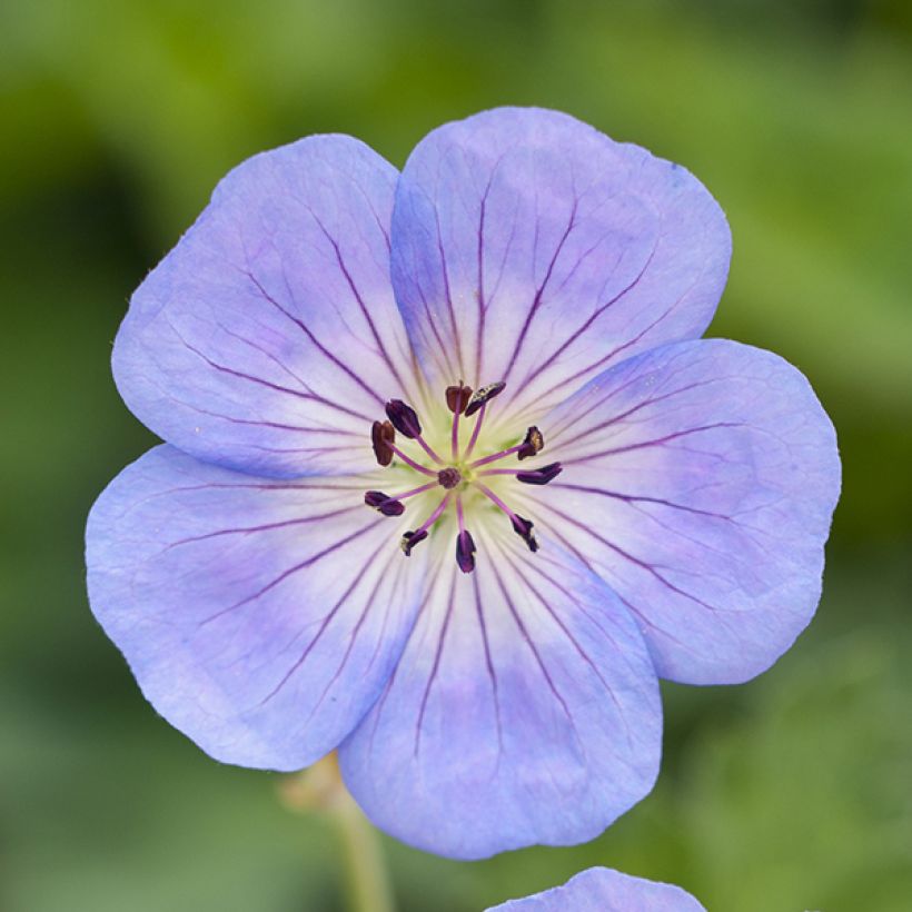 Geranium wallichianum Azure Rush (Flowering)