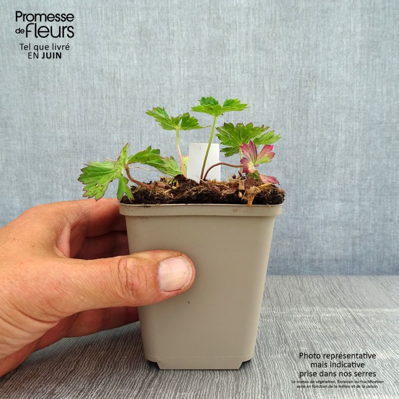 Geranium wallichianum Azure Rush 8/9 cm pot sample as delivered in summer