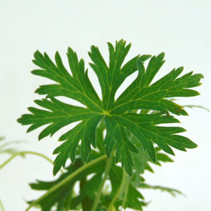 Geranium Blue Cloud (Foliage)