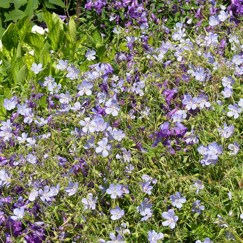 Geranium Blue Cloud (Flowering)