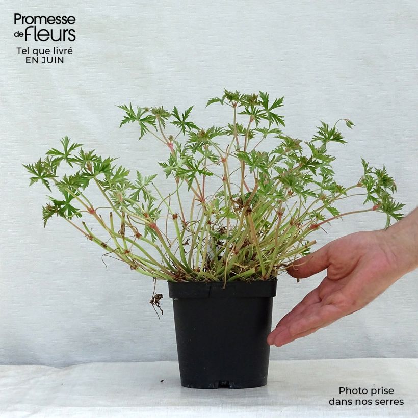 Geranium Blue Cloud 2L/3L pot sample as delivered in summer