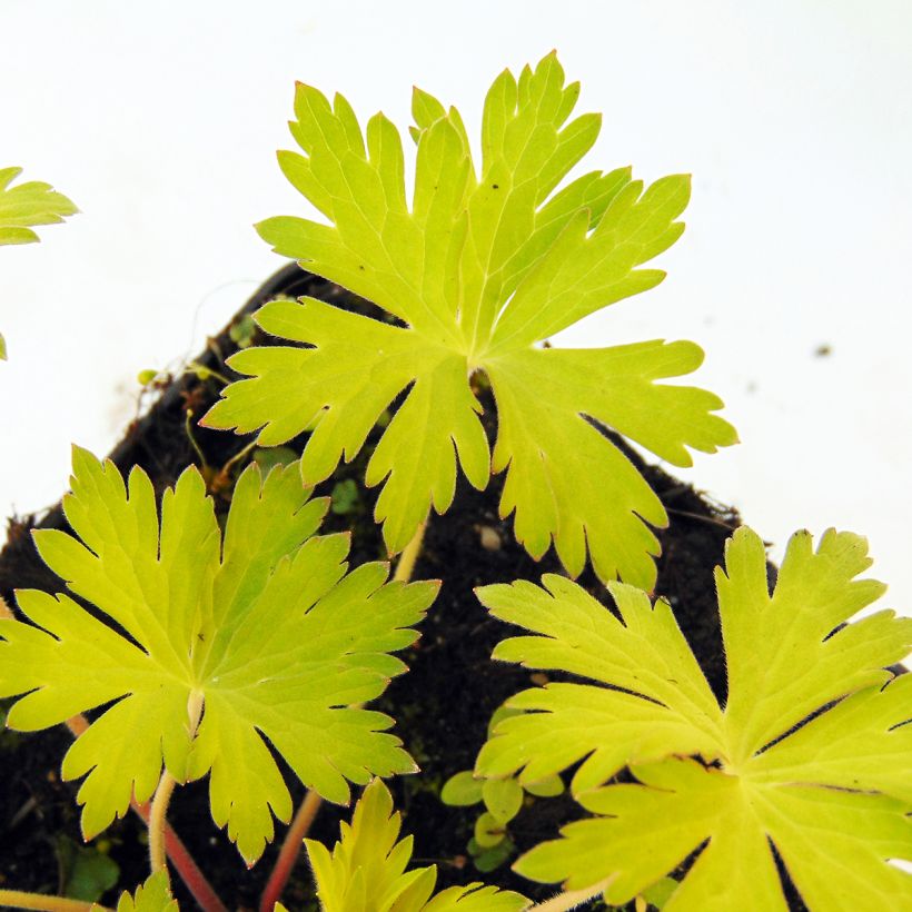 Geranium hybride Blue Sunrise (Foliage)