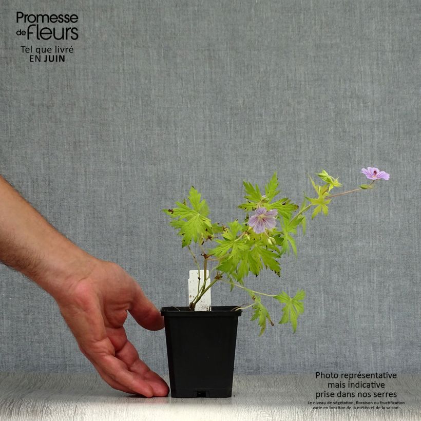 Geranium hybride Blue Sunrise 8/9 cm pot sample as delivered in summer