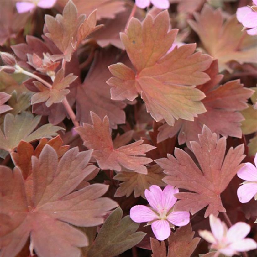 Geranium sessiliflorum Bobs Blunder (Foliage)