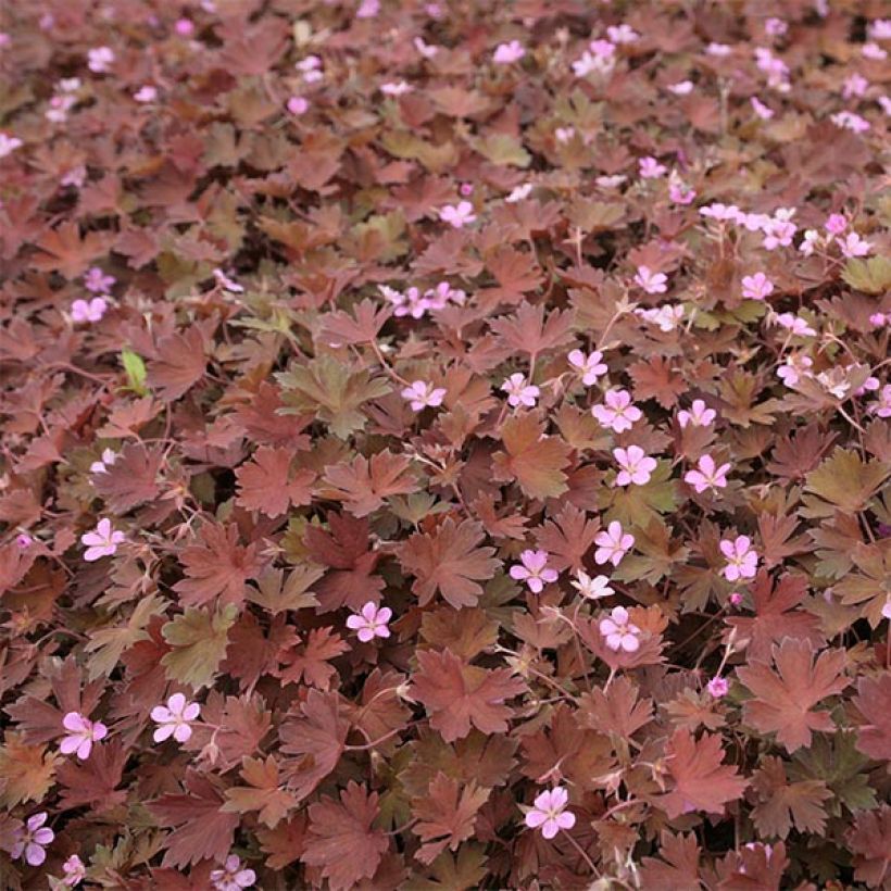 Geranium sessiliflorum Bobs Blunder (Flowering)