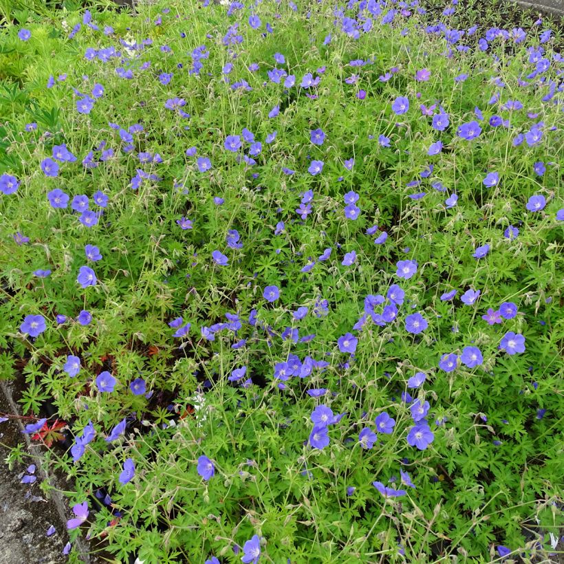 Geranium Brookside (Plant habit)