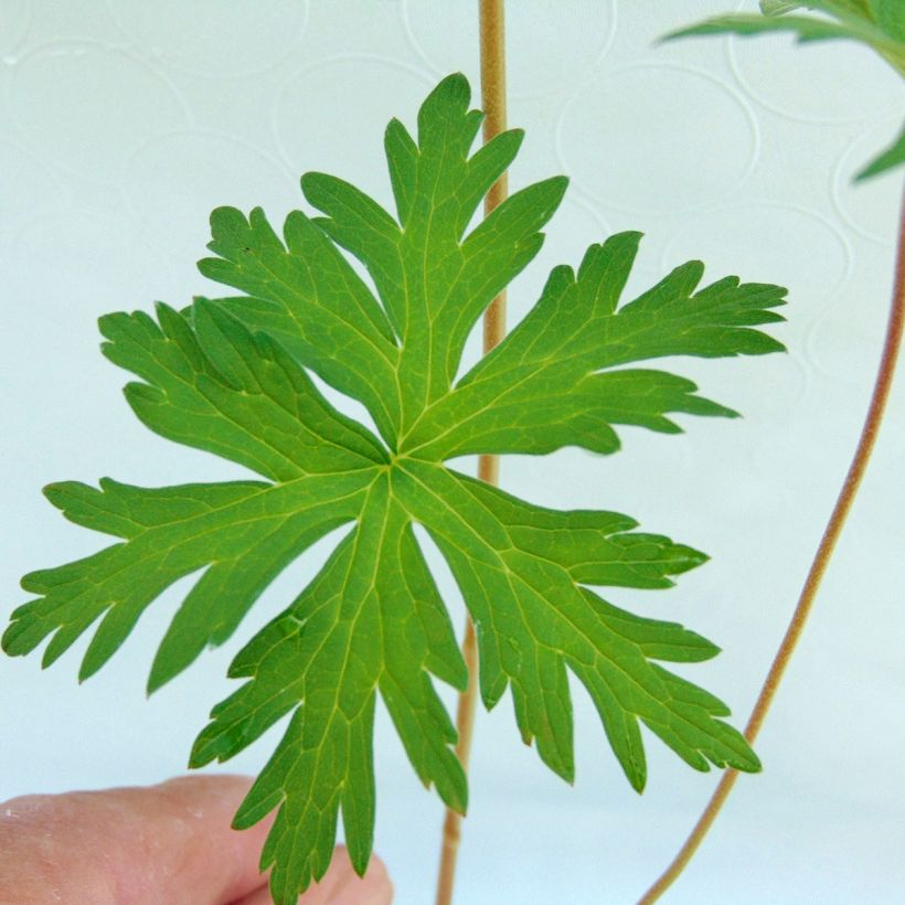 Geranium Brookside (Foliage)