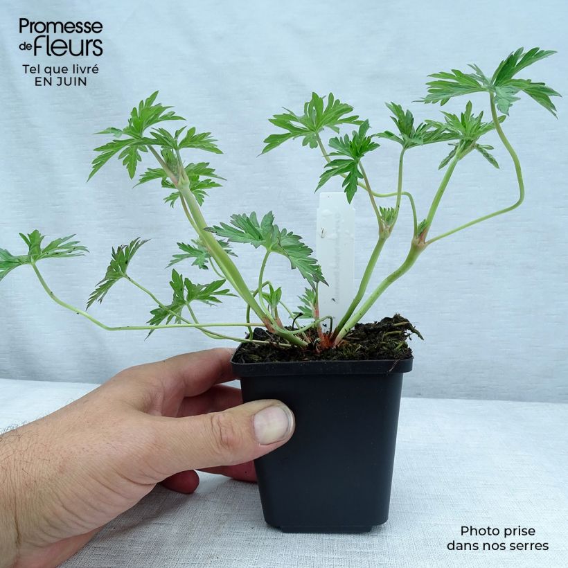 Geranium Brookside 8/9 cm pot sample as delivered in summer