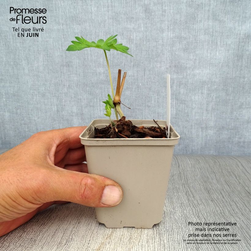 Geranium psilostemon Catherine Deneuve 8/9 cm pot sample as delivered in summer