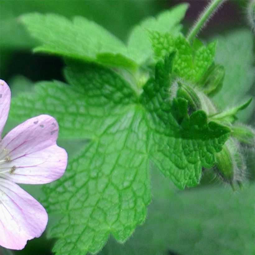 Geranium Chantilly (Foliage)