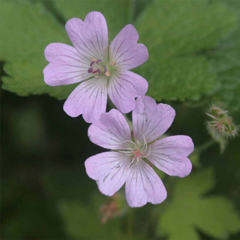 Geranium Chantilly (Flowering)