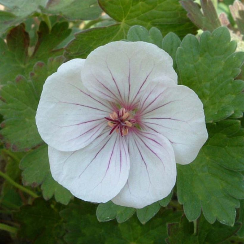 Geranium traversii var. elegans Coombland White (Flowering)