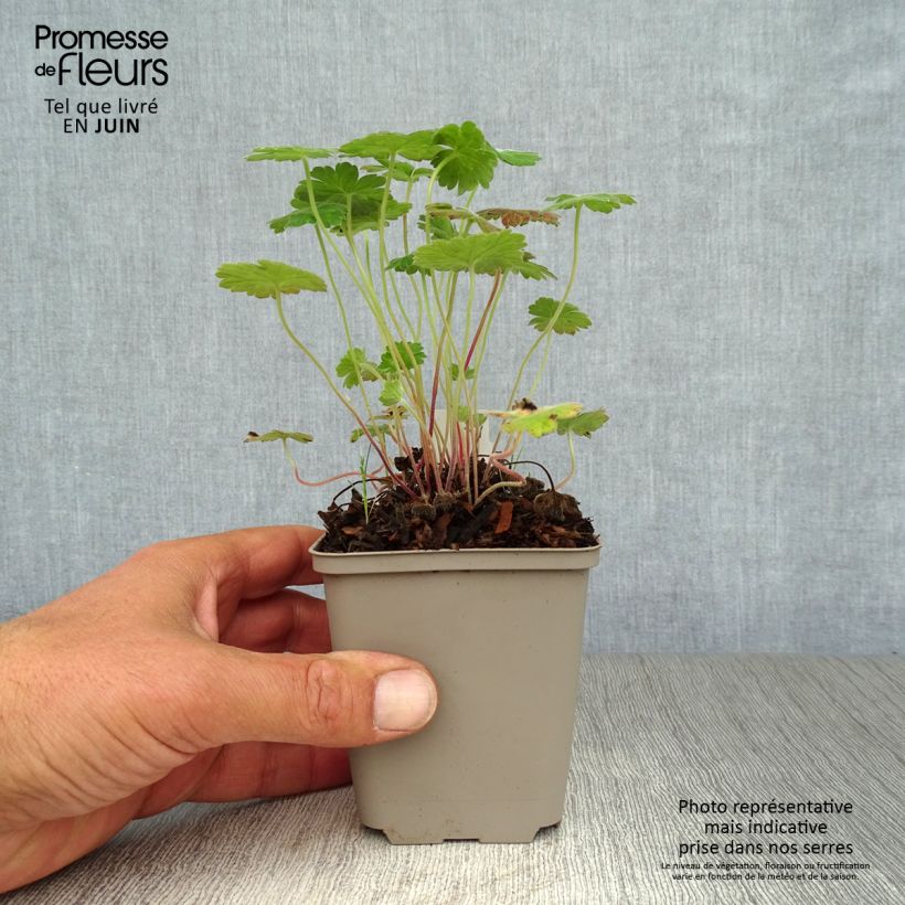 Geranium traversii var. elegans Coombland White 8/9 cm pot sample as delivered in summer