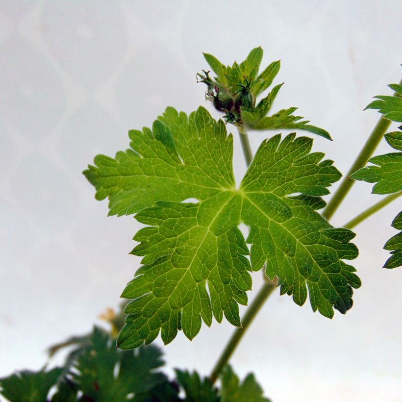 Geranium Dragon Heart (Foliage)