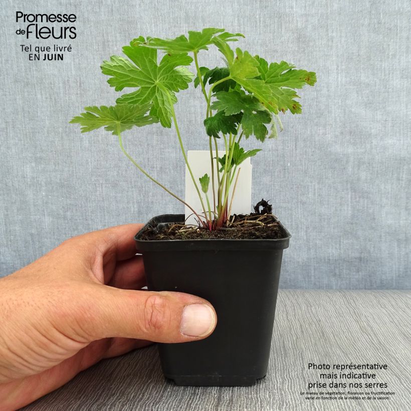 Geranium Dragon Heart 8/9 cm pot sample as delivered in summer