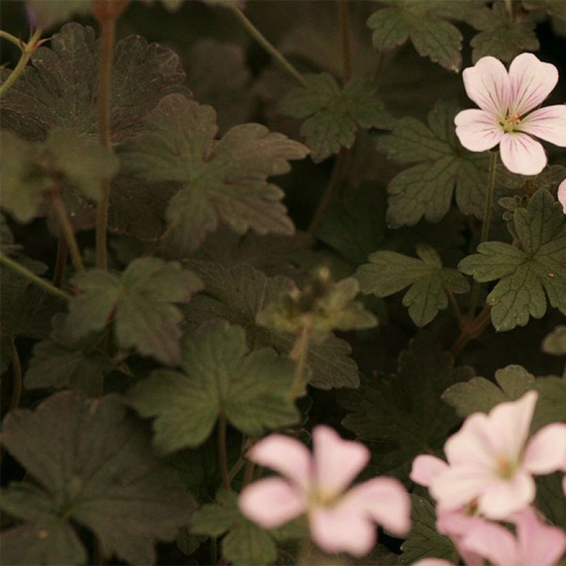 Geranium oxonianum Dusky Crug (Foliage)