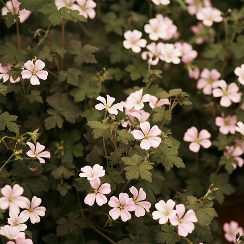 Geranium oxonianum Dusky Crug (Flowering)