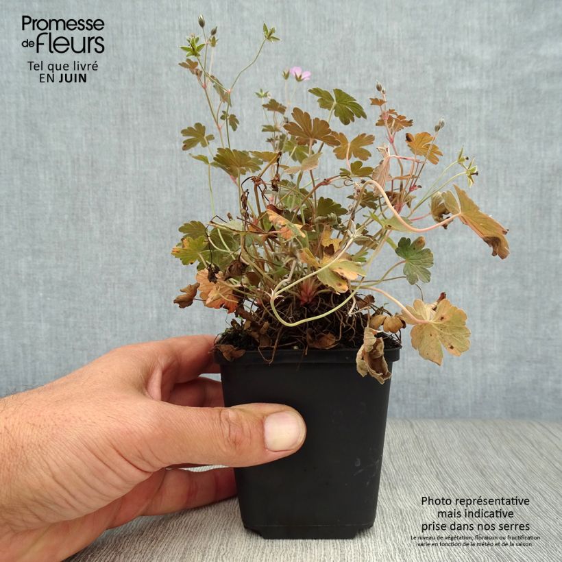 Geranium oxonianum Dusky Crug 8/9 cm pot sample as delivered in summer