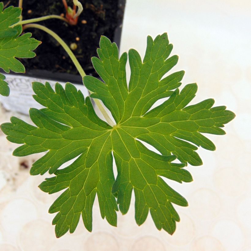 Geranium Johnsons blue (Foliage)