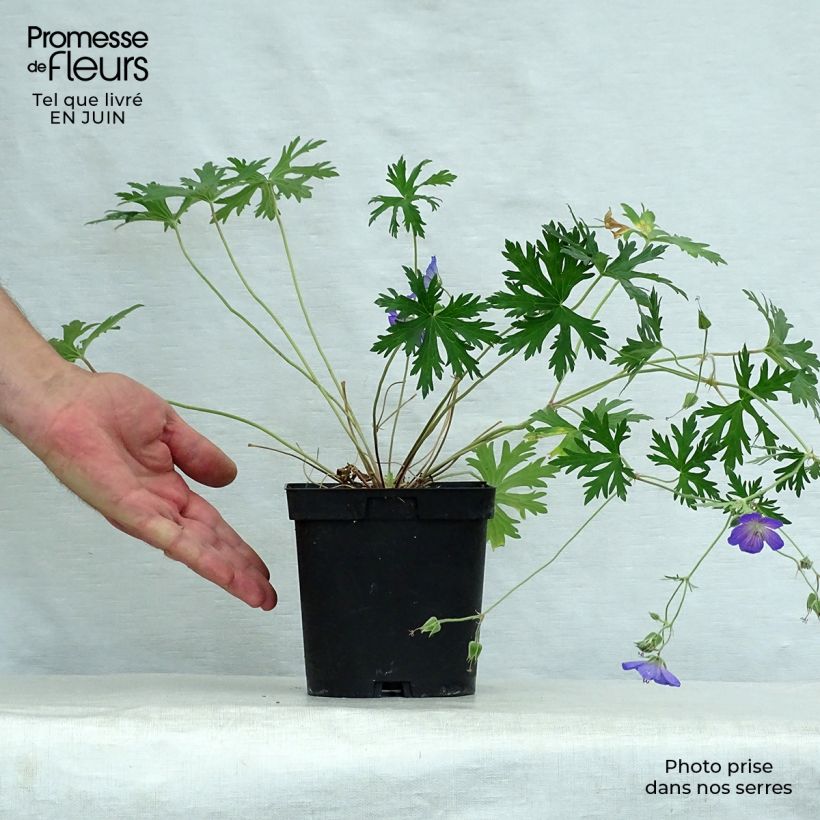 Geranium Johnsons blue 2L/3L pot sample as delivered in summer